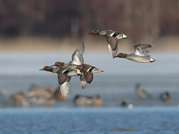 Tavi, Common Teal, Anas crecca